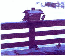 A birdfeeder and birds
