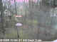 grackle landing