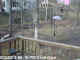grackle